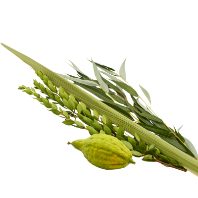 סוכות עם שיער מושלם