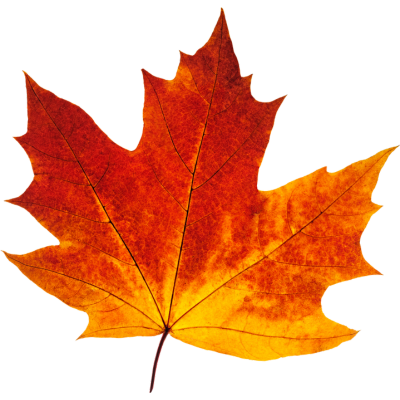 🍂 השיער שלך בעונת הסתיו