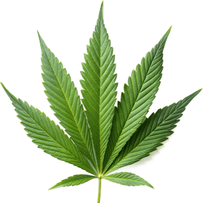 טיפוח מקצועי עם שמן המפ